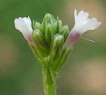 Image of herb of the cross