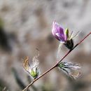 Image of Dalea filiciformis Robinson & Greenm.