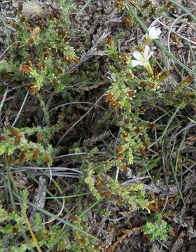 Image of Frankenia gypsophila I. M. Johnston