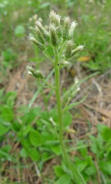 Imagem de Antennaria racemosa Hook.