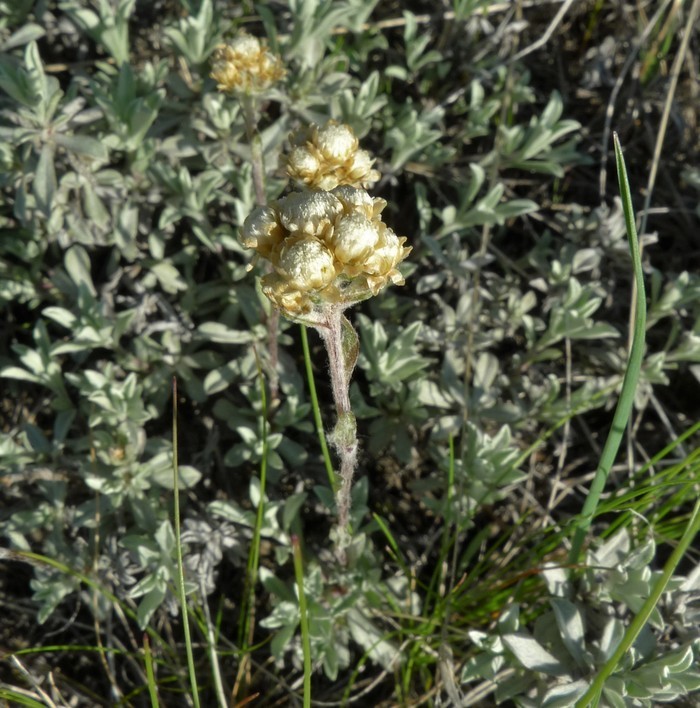 Imagem de Antennaria umbrinella Rydb.