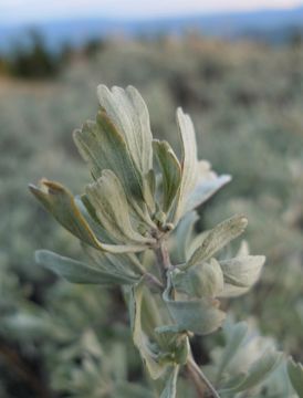 Imagem de Artemisia tridentata subsp. vaseyana (Rydb.) Beetle