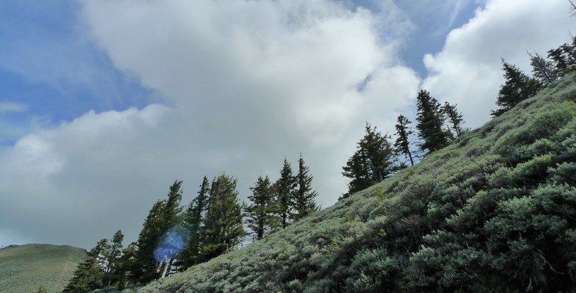 Image of mountain big sagebrush