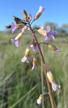 Sivun Boechera pauciflora (Nutt.) Windham & Al-Shehbaz kuva