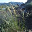 Image of <i>Hesperostipa comata</i>