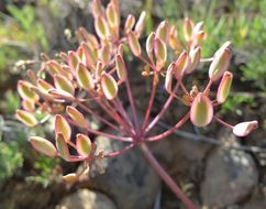 Lomatium canbyi (Coult. & Rose) Coult. & Rose resmi