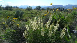 Imagem de Lupinus arbustus subsp. calcaratus (Kellogg) D. B. Dunn