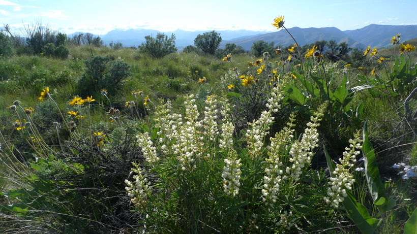 Image of longspur lupine