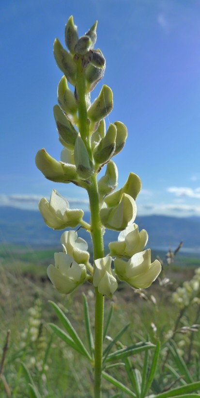 Imagem de Lupinus arbustus subsp. calcaratus (Kellogg) D. B. Dunn