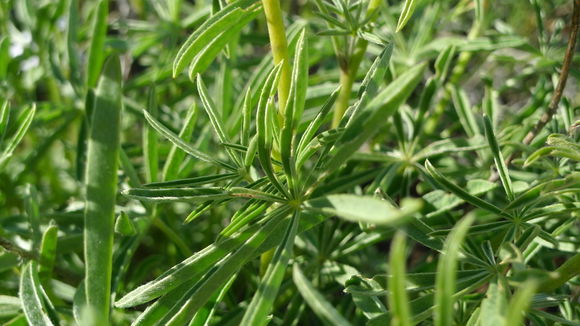 Imagem de Lupinus arbustus subsp. calcaratus (Kellogg) D. B. Dunn