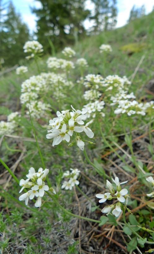 صورة Noccaea fendleri subsp. glauca (A. Nelson) Al-Shehbaz & M. Koch