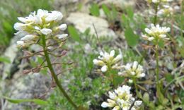 صورة Noccaea fendleri subsp. glauca (A. Nelson) Al-Shehbaz & M. Koch