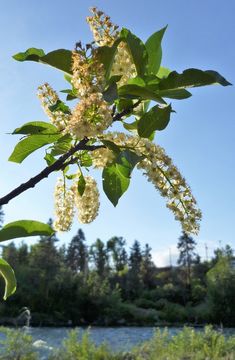 Image of black chokecherry