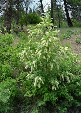 Imagem de Prunus virginiana var. melanocarpa (A. Nels.) Taylor & Mac Bryde