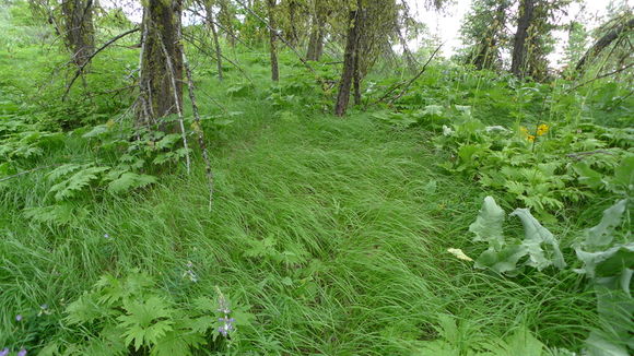 Image of pinegrass