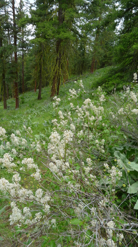 Image of Redstem Ceanothus