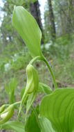 Imagem de Cypripedium montanum Douglas ex Lindl.