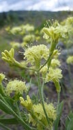 Image of Eriogonum strictum var. anserinum (Greene) S. Stokes