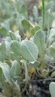 Image of Eriogonum strictum var. anserinum (Greene) S. Stokes