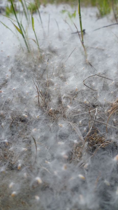 Image of Black Cottonwood