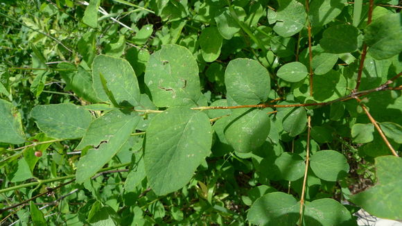 Image of common snowberry