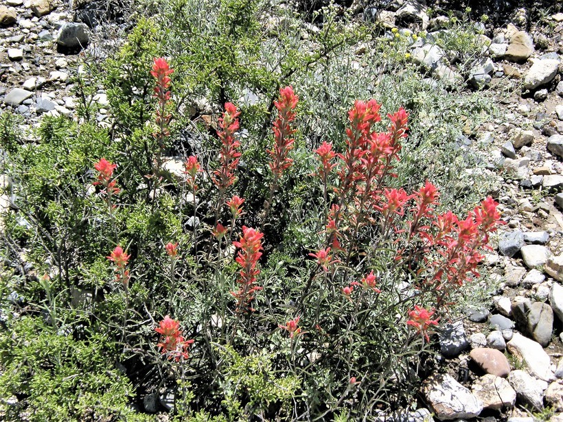 Image of Sierra woolly Indian paintbrush