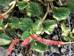 Image of round copperleaf