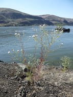 Image of diffuse knapweed