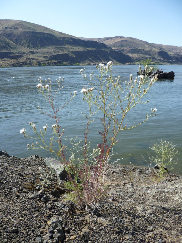 Image of diffuse knapweed