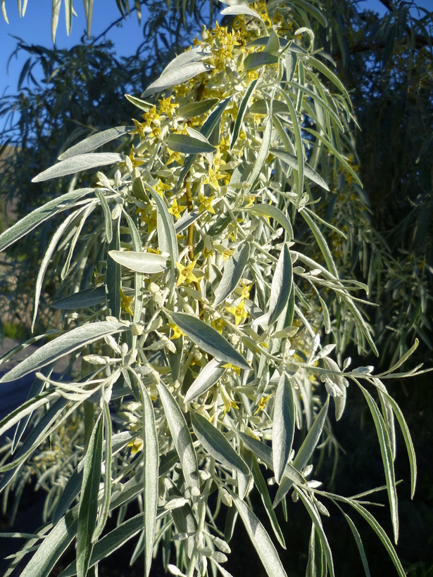 Image of Russian olive