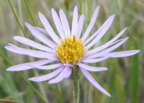 Erigeron pumilus var. intermedius Cronq.的圖片