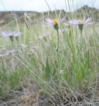 Image de Erigeron pumilus var. intermedius Cronq.