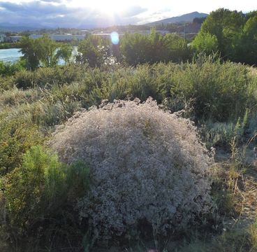 Image de Gypsophila paniculata L.