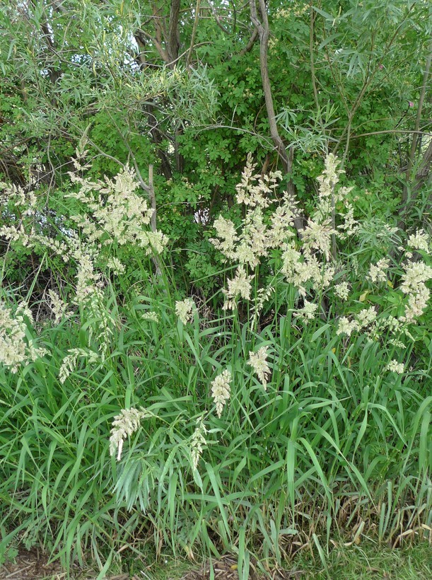 Plancia ëd Phalaris arundinacea L.