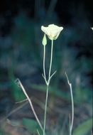 Image of Howell's mariposa lily