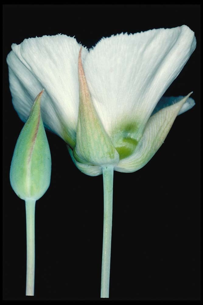 Image of Howell's mariposa lily