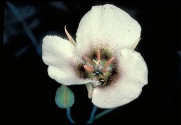 Image of Howell's mariposa lily