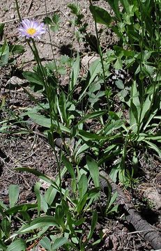 Image of <i>Erigeron <i>glacialis</i></i> var. glacialis