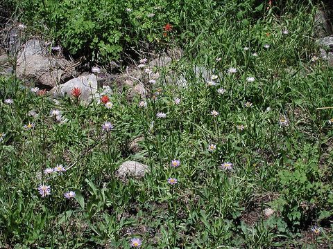 Image of <i>Erigeron <i>glacialis</i></i> var. glacialis