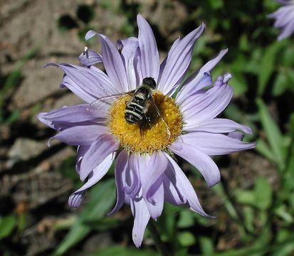 Image of <i>Erigeron <i>glacialis</i></i> var. glacialis