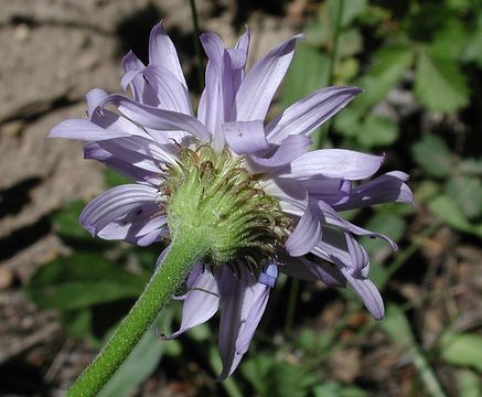 Image of <i>Erigeron <i>glacialis</i></i> var. glacialis