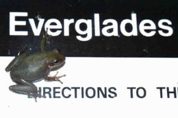 Image of <i>Hyla squirella</i>