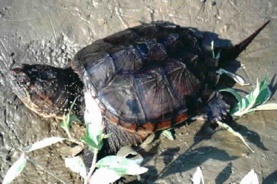 Imagem de Chelydra serpentina (Linnaeus 1758)