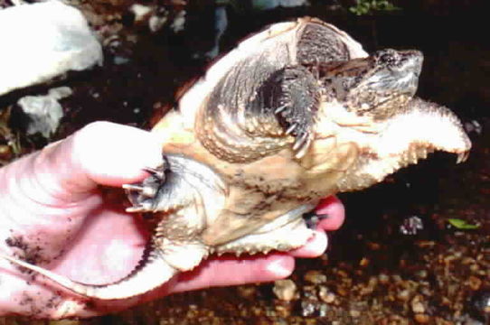 Image of Common Snapping Turtle