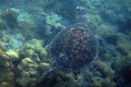 Слика од јастребоклуна морска желка