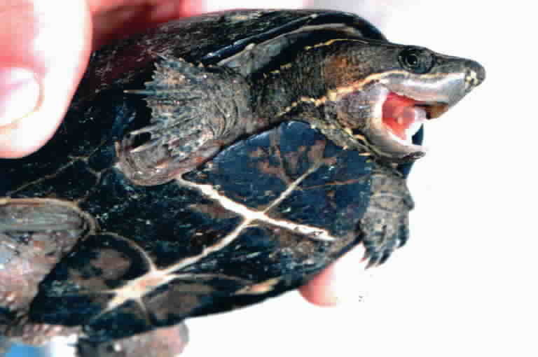 Image of Common Musk Turtle