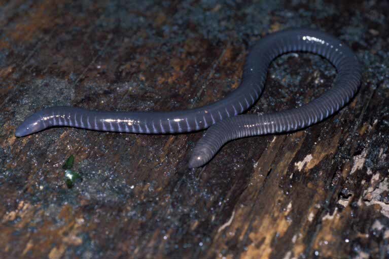 Image of Gaboon Caecilian