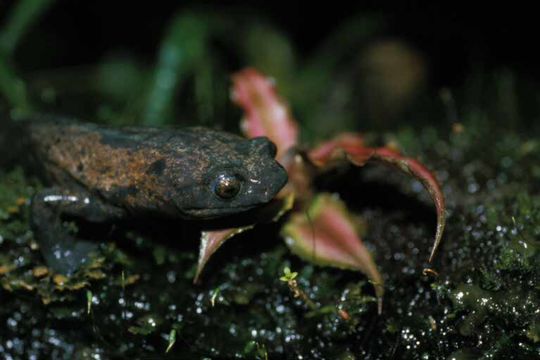 Image of Alta Verapaz Salamander