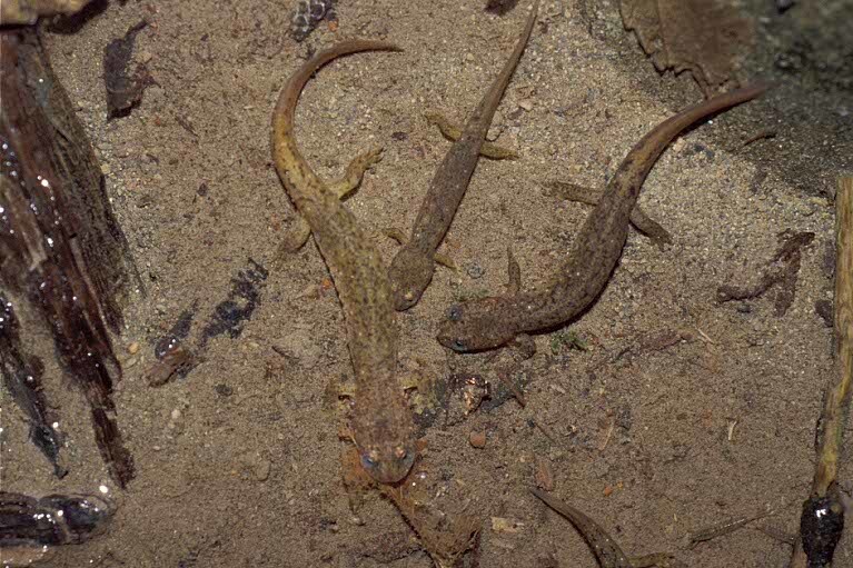 Image of Southern Torrent Salamander