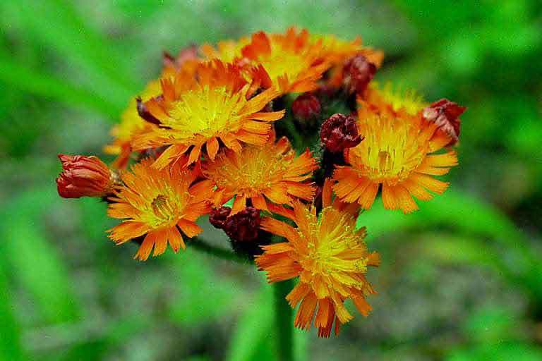 Image of Fox-and-cubs